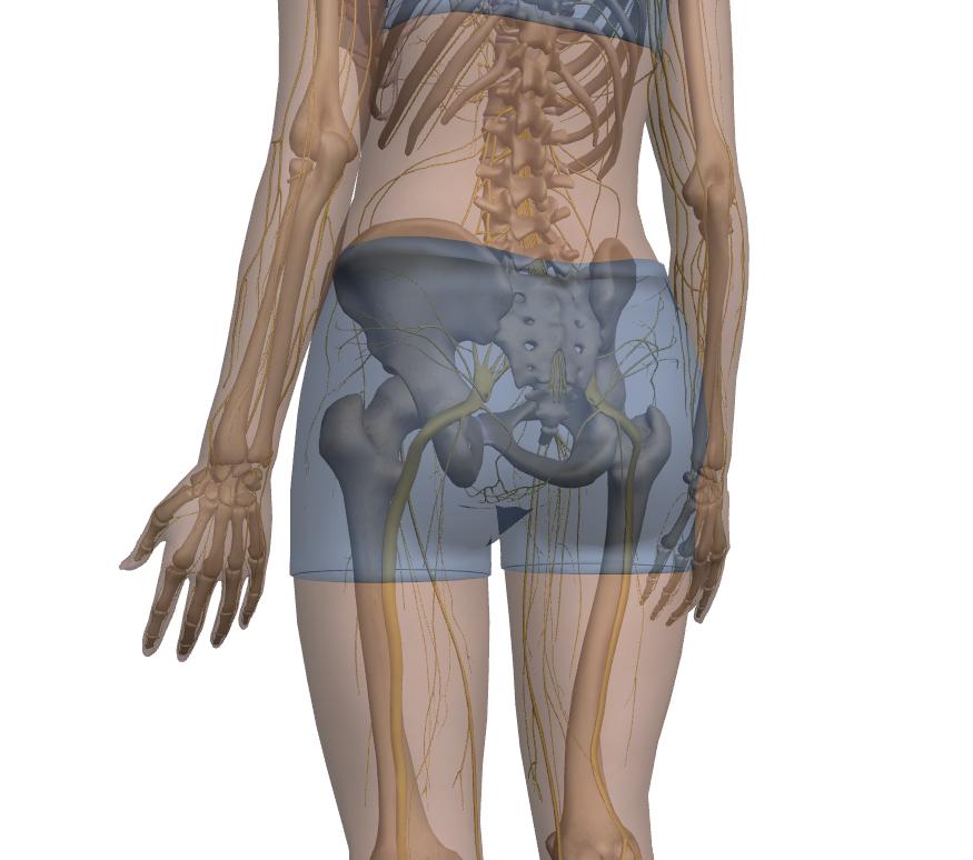 The sciatic nerve is located in the middle of the pelvis, as seen on 