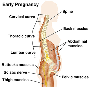 About Pregnancy Back Pain  The Brisbane Spine Clinic