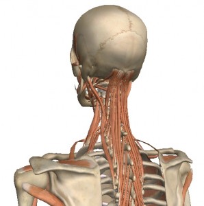 Deep Posture Muscles