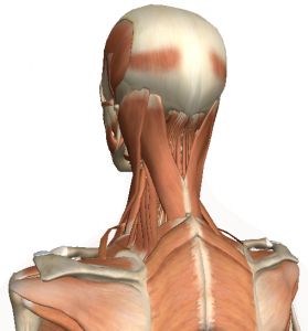Intermediate Muscles of the neck