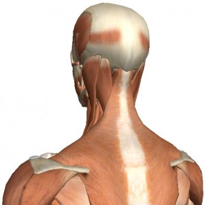 Surface muscles of the neck and back
