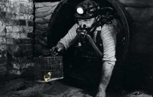 Canary in a coal mine