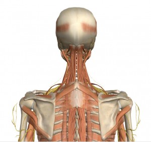 Deep muscles of the cervical spine