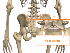 Facet joint lumbar spine