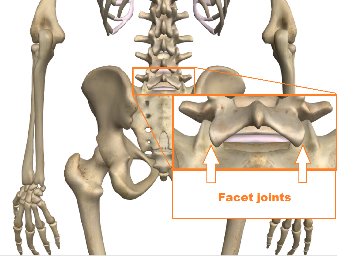 Включи l 3. Lumbar facet Joints. (L5 l5 Island скрытое.