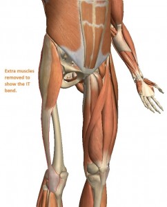 The TFL muscle (outlined in red) runs from the hip to the knee, along the outside of the thigh.