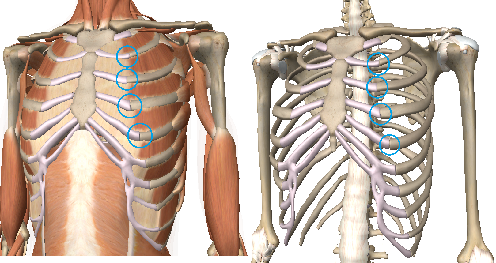 Costal Cartilage Injury